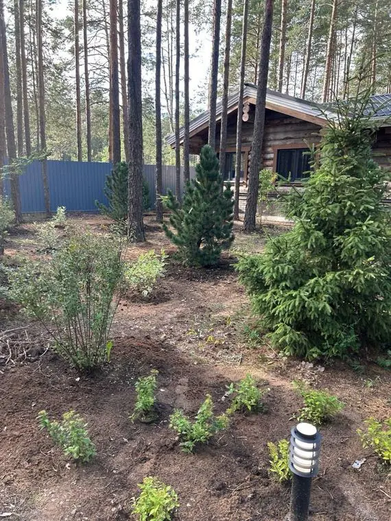 Spiraea, pine and spruce by the log house