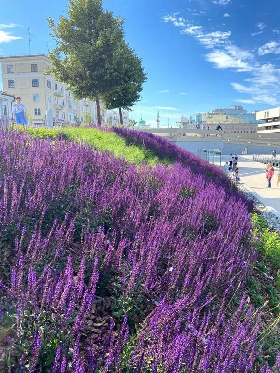 Waterfront slope in flowering sage